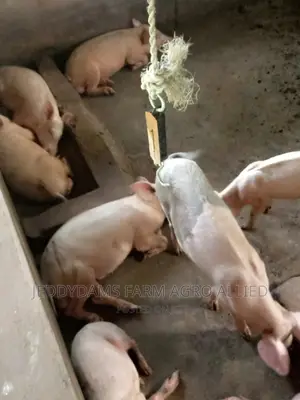 Pig for Sell