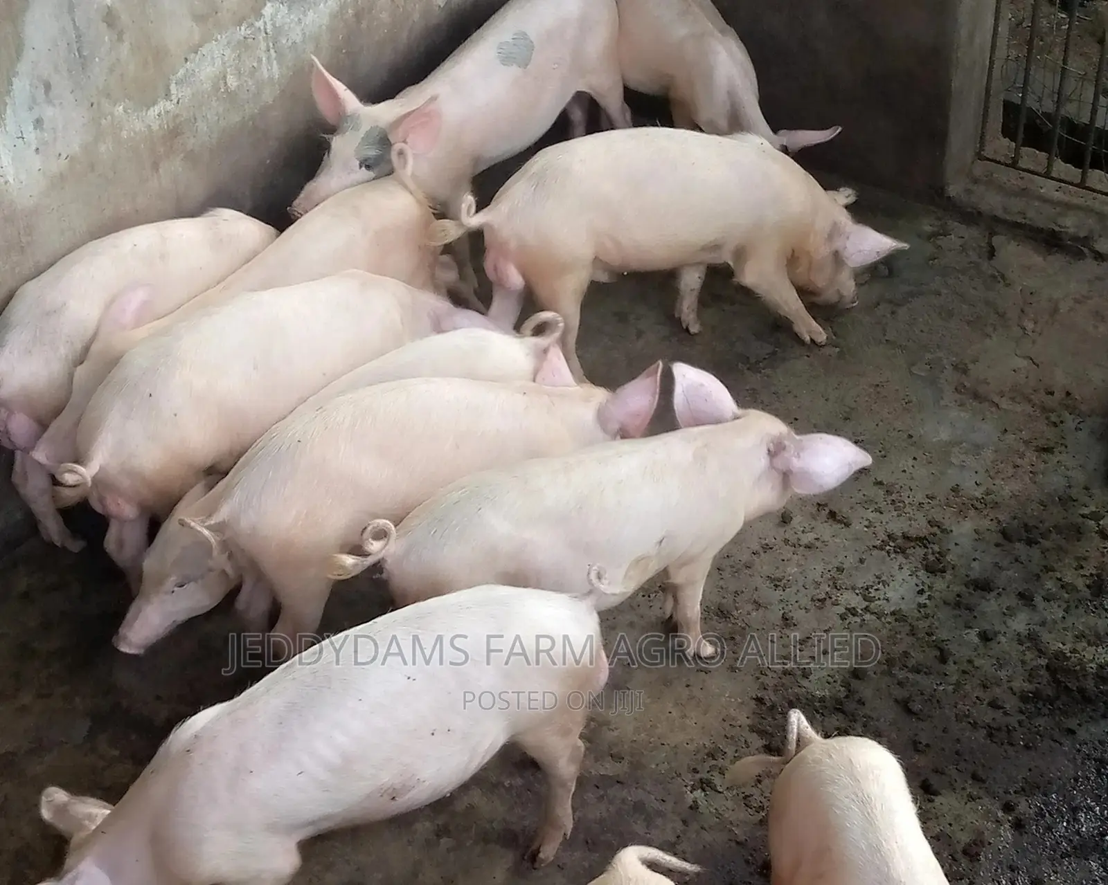 Pig for Sell