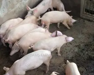 Pig for Sell