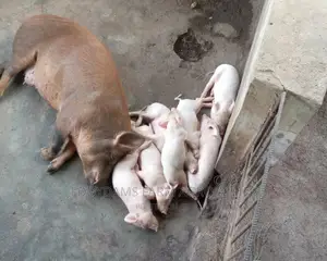 Pig for Sell