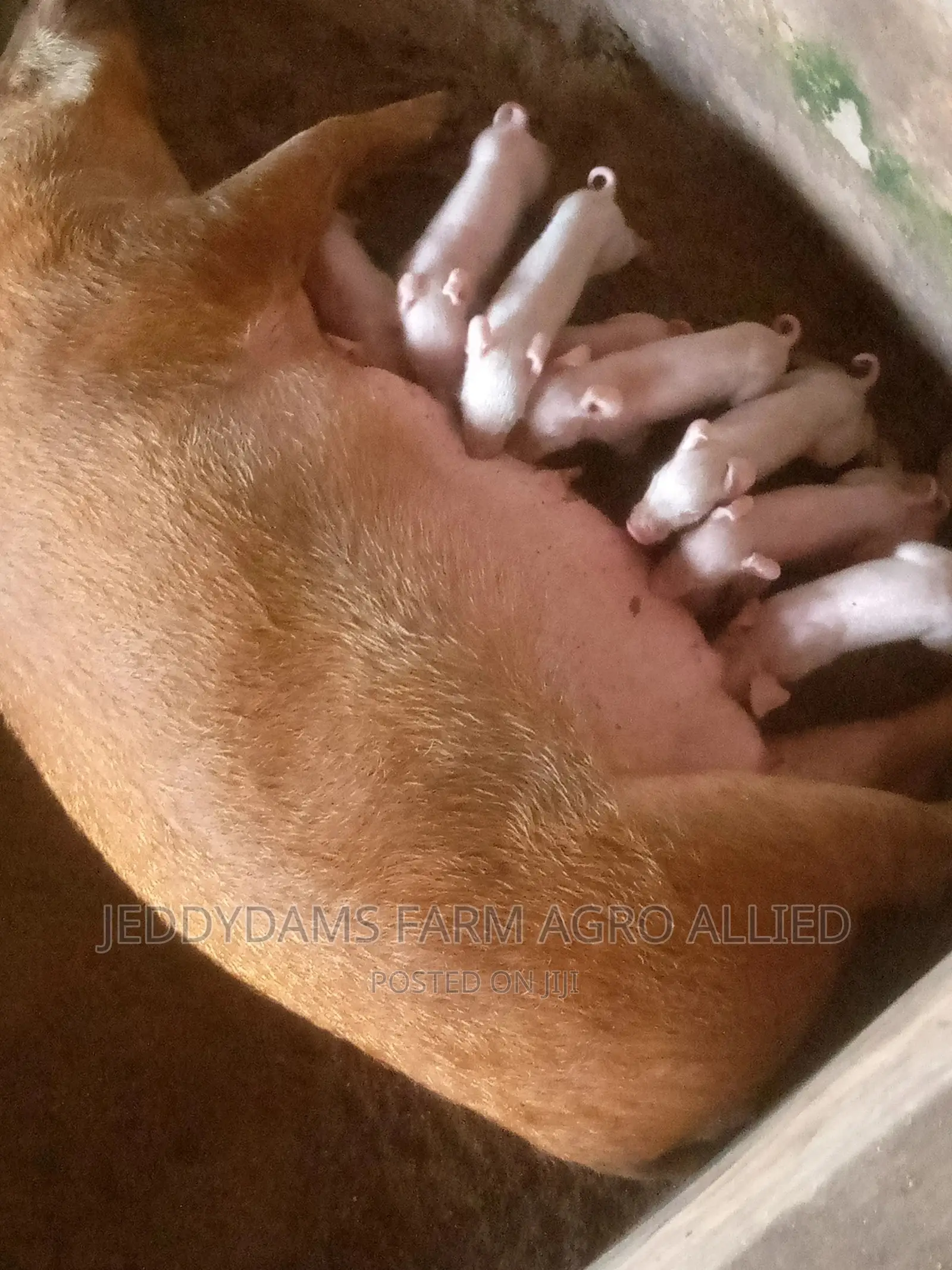 Pig for Sell