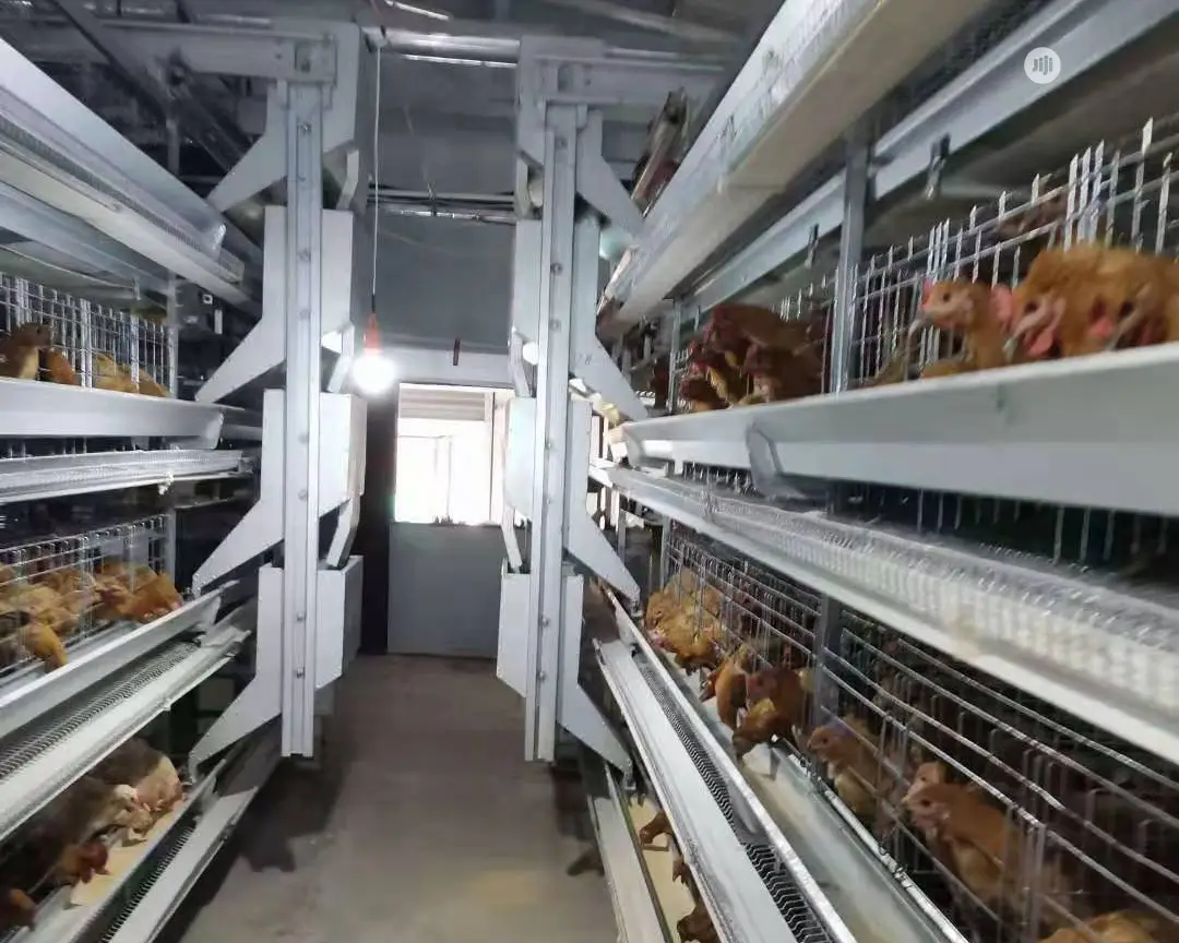 Automatic H Type Poultry Cage China Battery Cage
