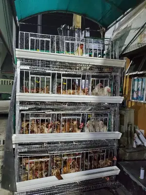 H Type 160 Birdbattery Cage Made in Nigeria by Dekoraj Farms