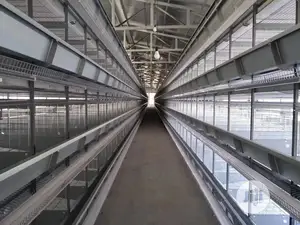 Automatic H Type Poultry Cage China Battery Cage