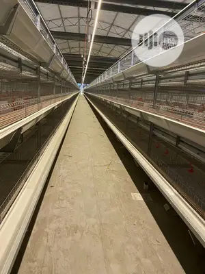 Automatic H Type Poultry Cage China Battery Cage