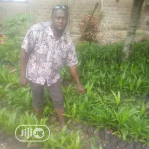 Hybrid Super Gene Palm Tree