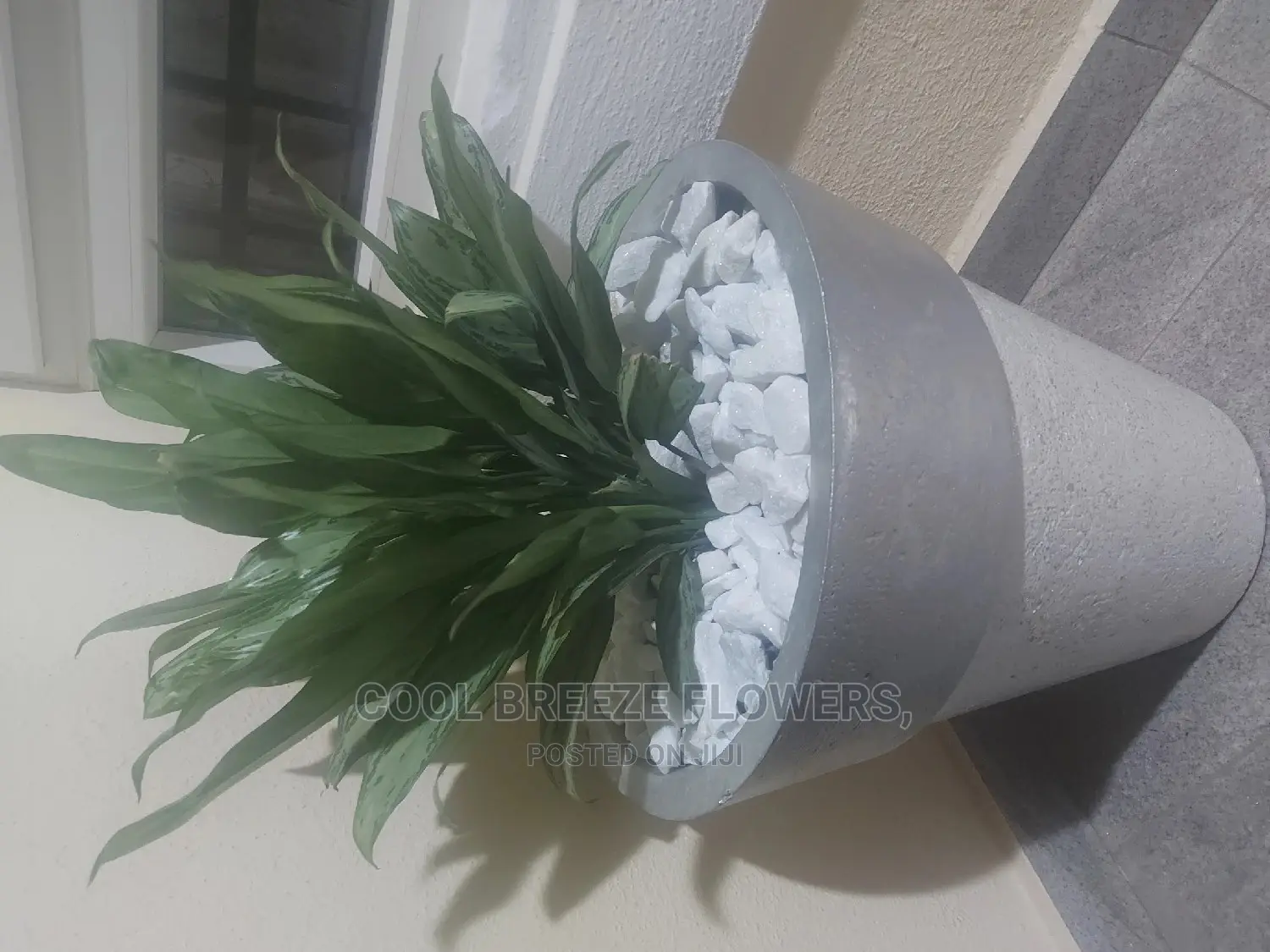 Air Purifying Poted Plants