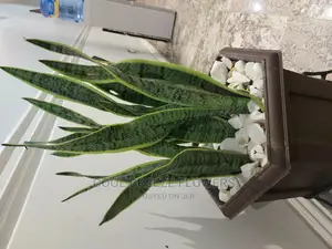Air Purifying Poted Plants