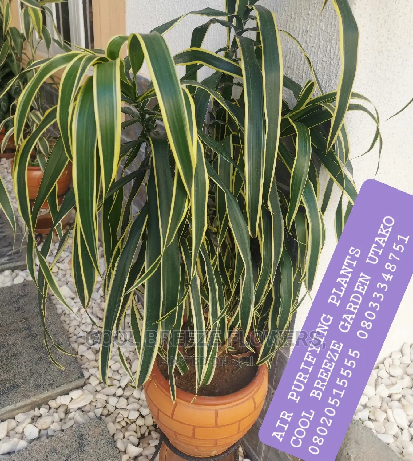 Air Purifying Poted Plants
