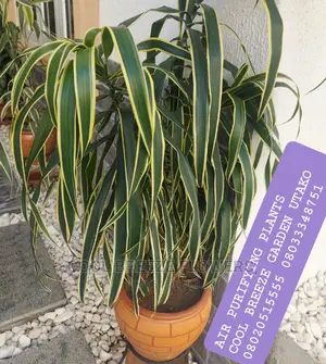 Air Purifying Poted Plants