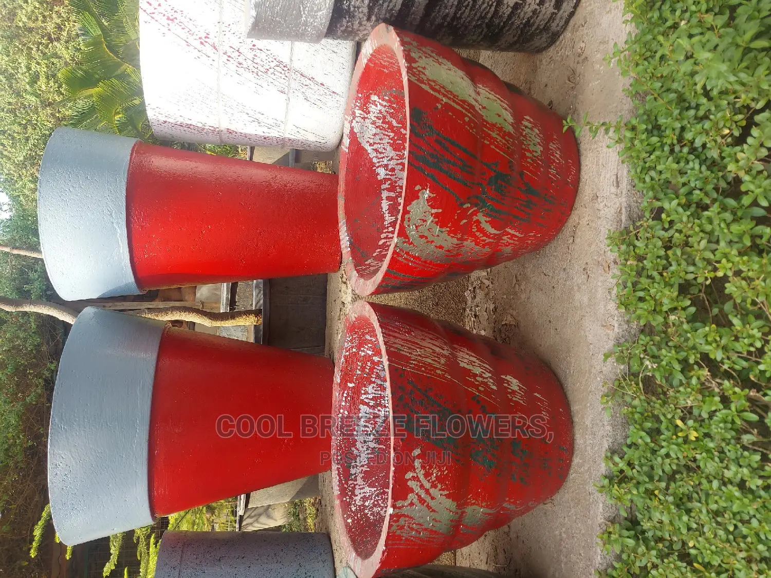 Air Purifying Poted Plants