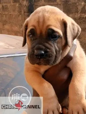 1-3 months Female Purebred Boerboel
