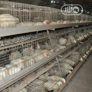 Poultry Cage China Automatic Poultry Cage