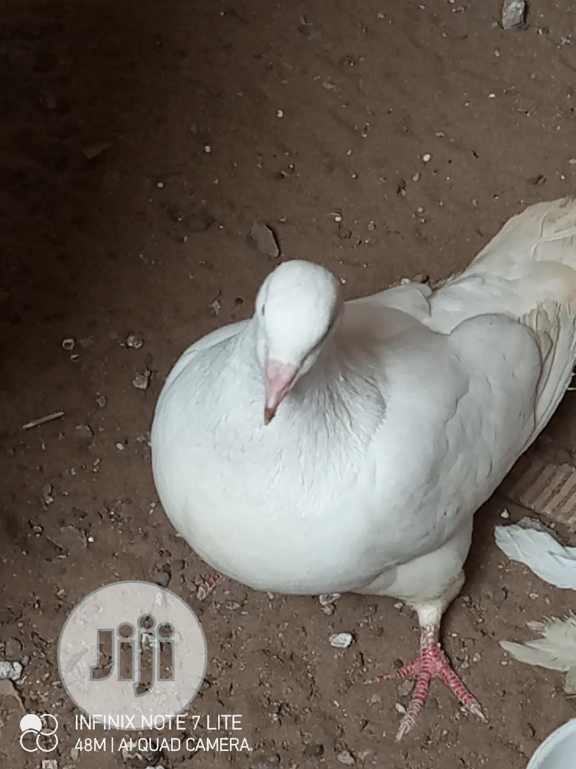 Lovely Modena Pigeons Are Available