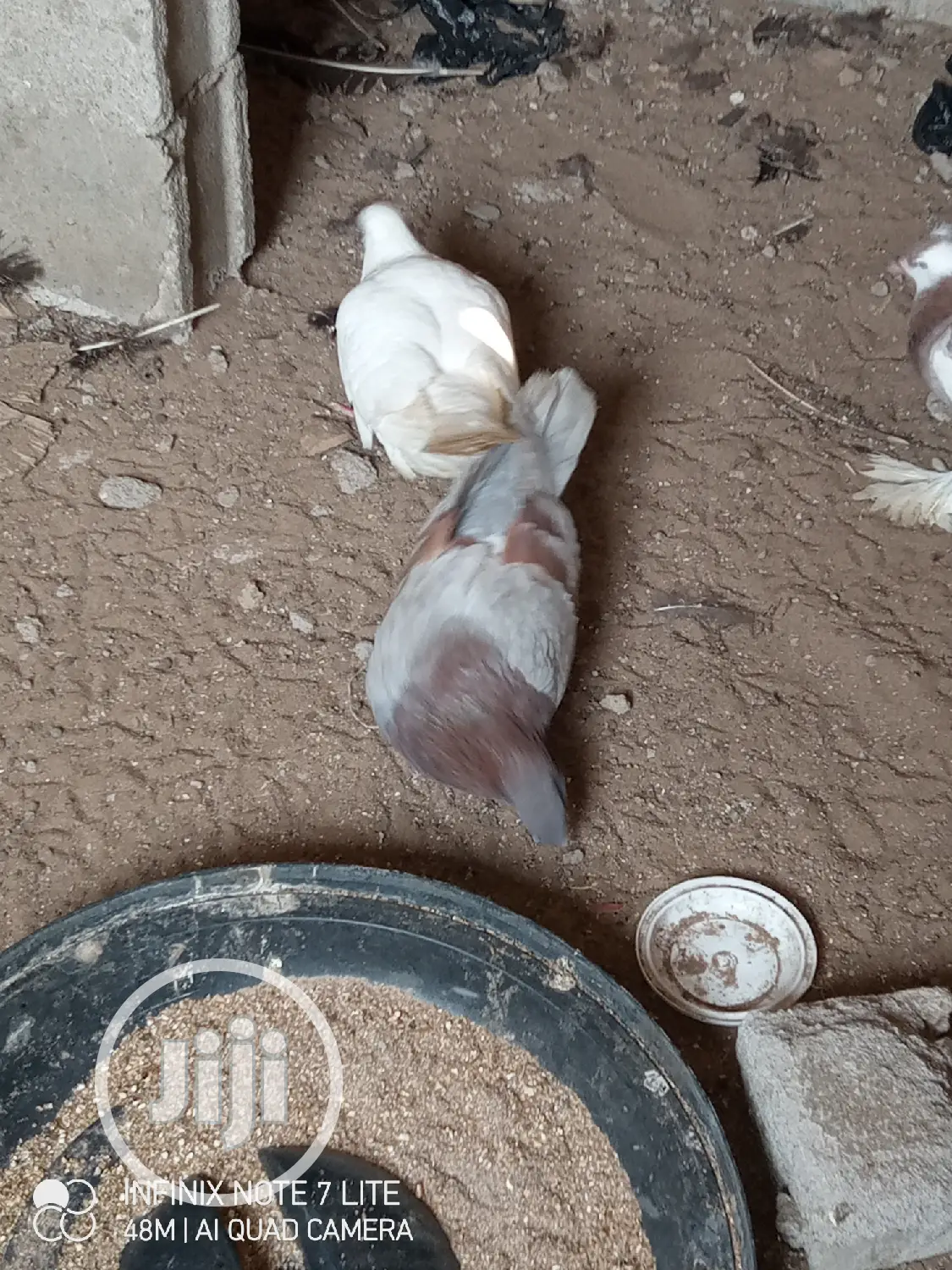Lovely Modena Pigeons Are Available