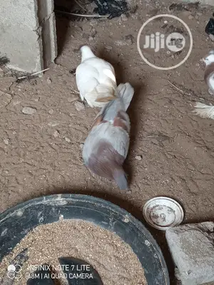 Lovely Modena Pigeons Are Available
