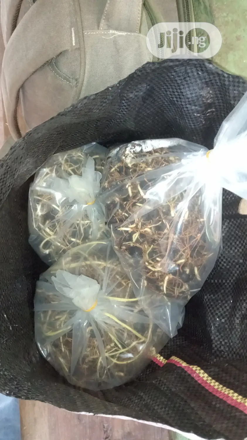 Improved Tenera Sprouted Seeds