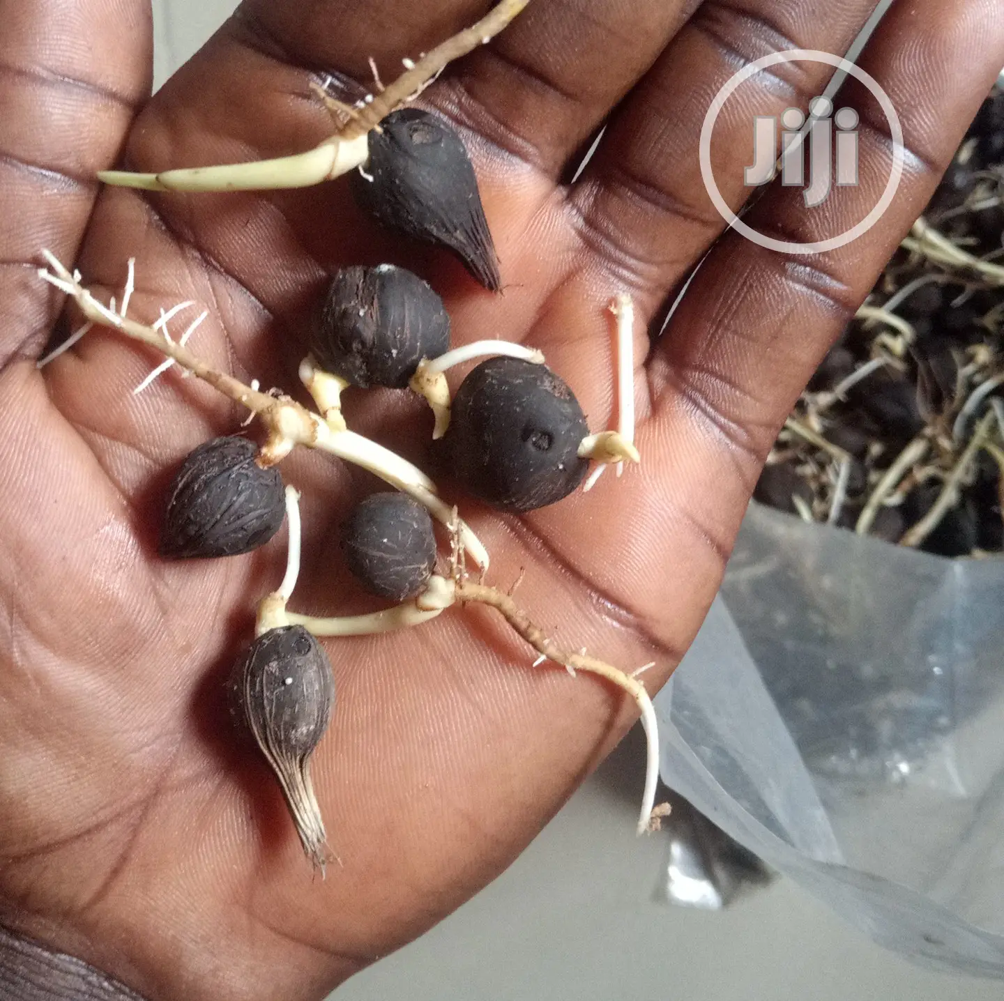 Improved Tenera Sprouted Seeds