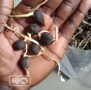 Improved Tenera Sprouted Seeds