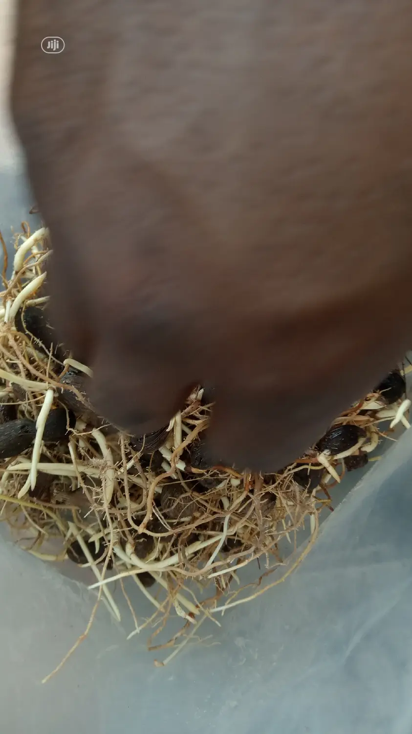 Improved Tenera Sprouted Seeds