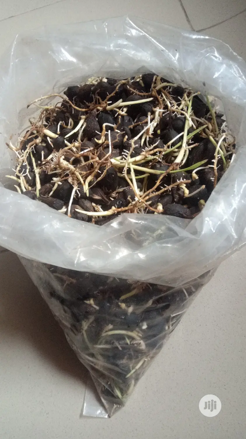 Improved Tenera Sprouted Seeds