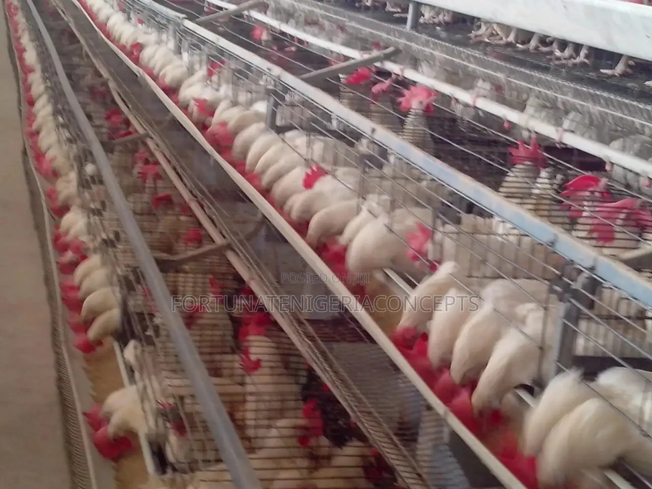 Poultry Battery Cages