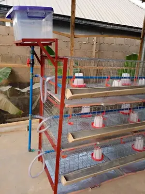Poultry Battery Cages