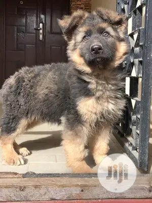 1-3 Months Female Purebred German Shepherd