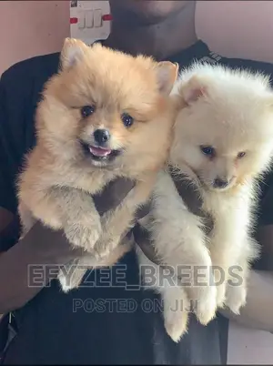 1-3 months Male Purebred Pomeranian
