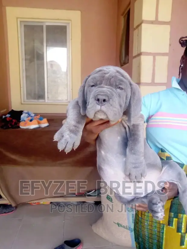 Neo Mastiff Great Dane Mastiff Puppies For Sale Near Me Napoleon