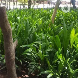 Oil Palm Seedlings