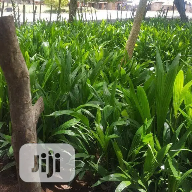 Oil Palm Seedlings