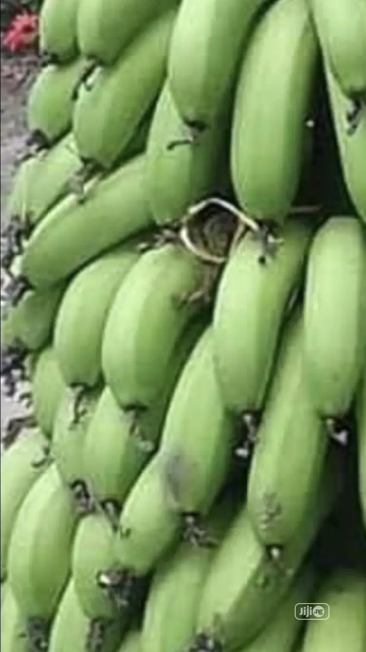 Cavendish Banana Sucker