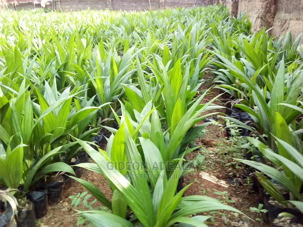 Oil Palm Seedling