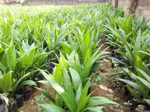 Oil Palm Seedling