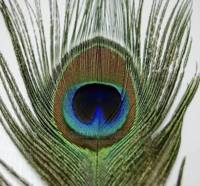 50pcs Artificial Peacock Feathers for Vase