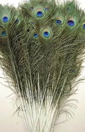 50pcs Artificial Peacock Feathers for Vase