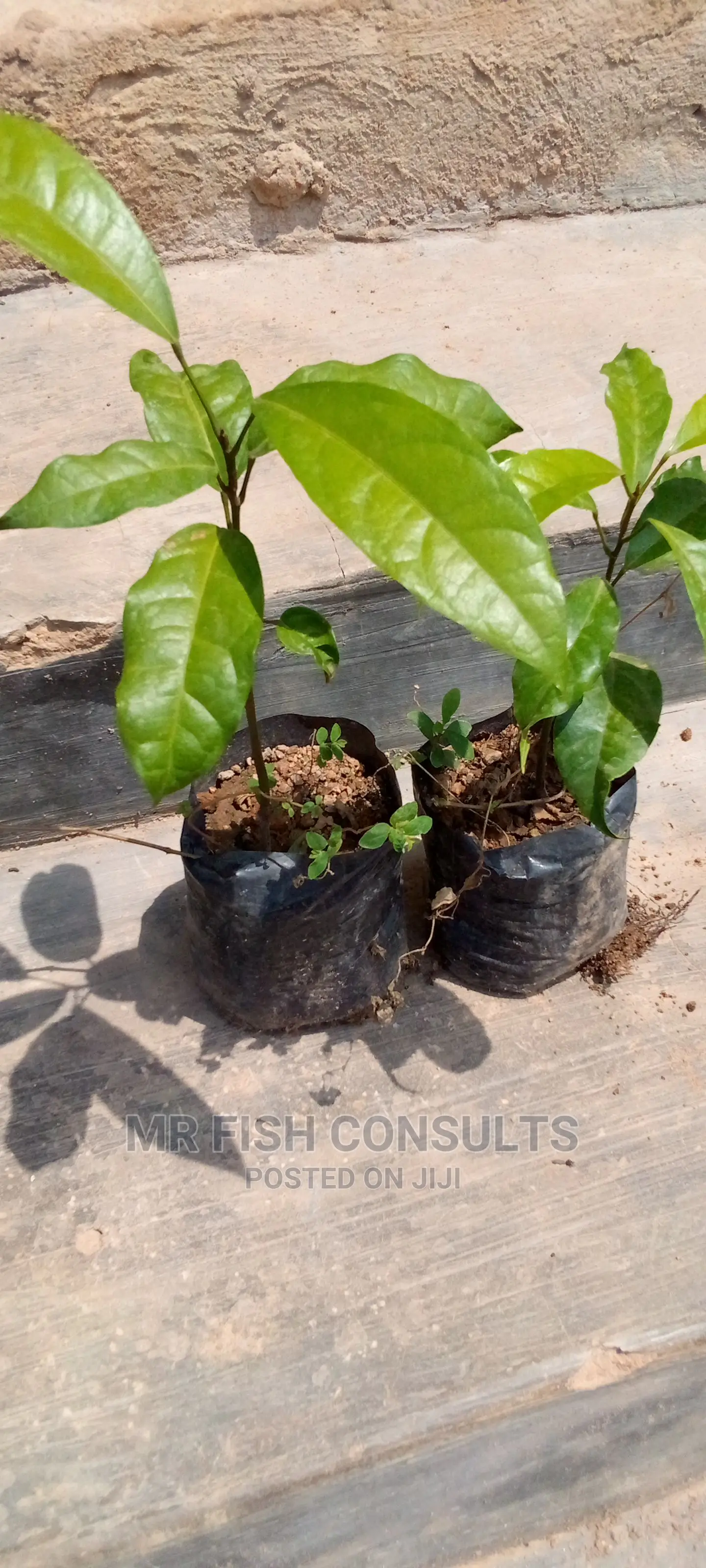 Kolanut Seedling