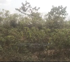 Omorinre Johnson, Lekki 1:
Bareland 1000m2 870m2 ,225k/M2