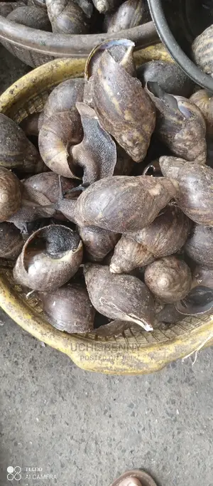 All Size of Snail