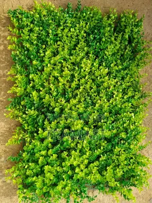 Quality Boxwood Hedge Plant