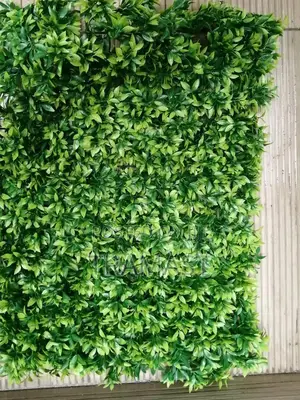 Boxwood Plant Available for Bulk Purchase