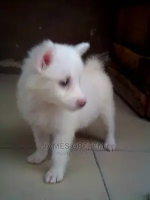 1-3 months Female Purebred American Eskimo