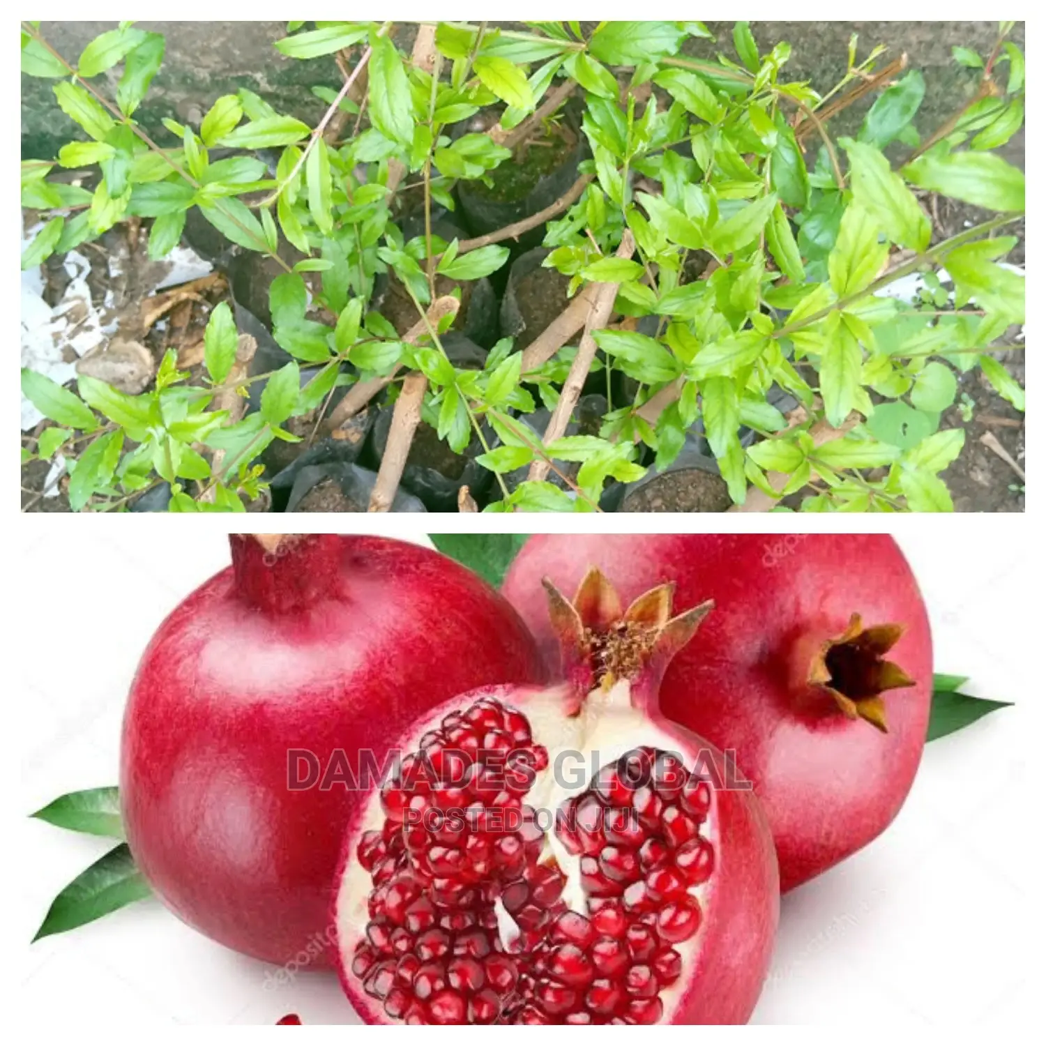 Pomegranate Seedling