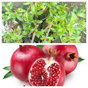 Pomegranate Seedling