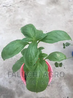 Basil Seedling (Lemon Basil,Sweet Basil and Cinnamon Basil)