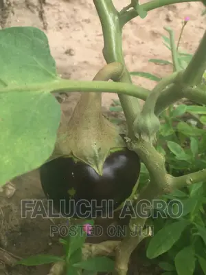 Eggplant Seedlings
