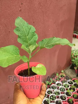Eggplant Seedlings