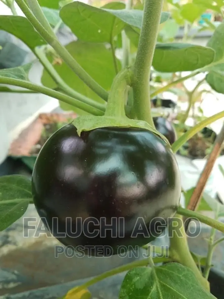 Eggplant Seedlings