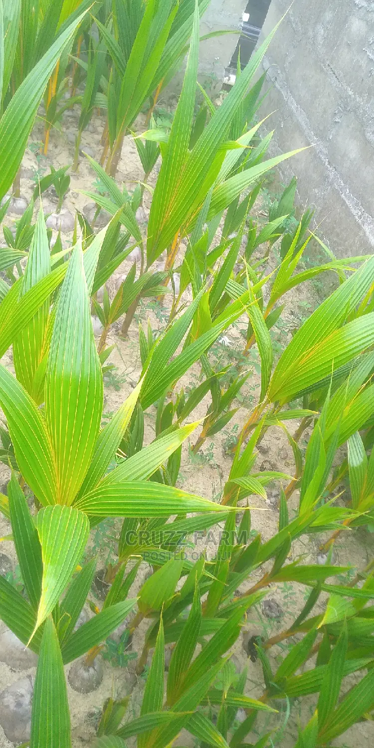 Hybrids and Dwarf Coconut Seedlings